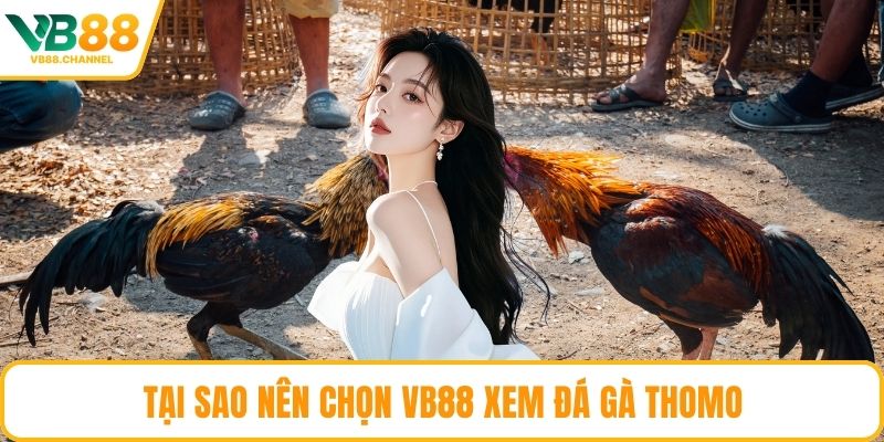 Tại sao nên chọn VB88 xem đá gà Thomo